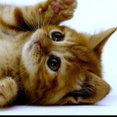 ヤマカズのトーク