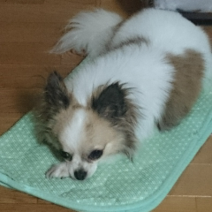 ドクタークライマー