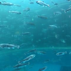 Yuzumocaのトーク