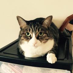 チャコ＆コタロウ(((^-^)))