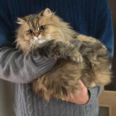 りょ@てきとーサブ垢