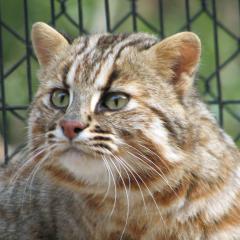 やまねこ