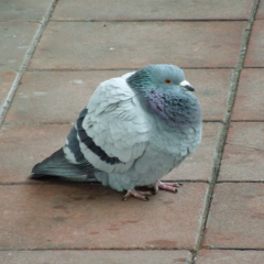 トリプル