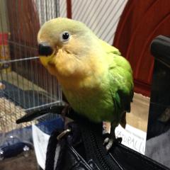 かっくん。