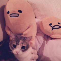 たこっちのトーク