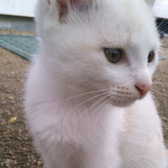 ほーちゃんの部屋(リトーク専用)