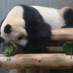 ぱんさん。のトーク