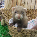 フェレット雑談