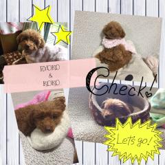 RYOKOKO_(┐「ε:)_のトーク