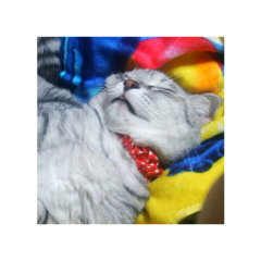 けいぴょんのトーク