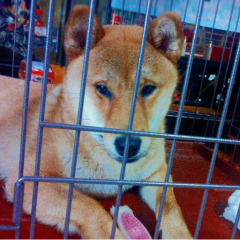 柴犬好きのトーク部屋