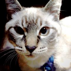 にゃんこのお部屋(*ΦωΦ)