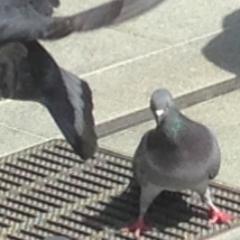 意識の高いコッコ