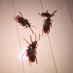 これでもJK１です😅