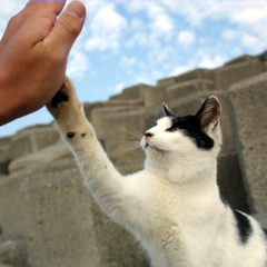 友達を作りたいです (*∩ω∩)