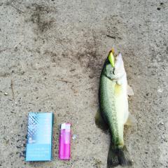 だれかはなそ！