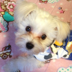 桃キャラメル(高倉)