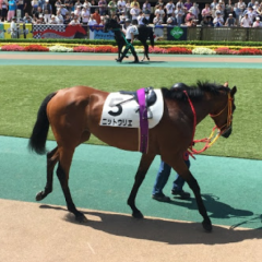 当たるかもしれない中央競馬予想！