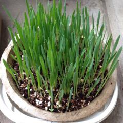 【猫草栽培実験】