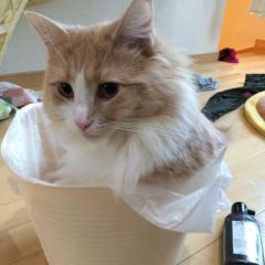 PDSが大好きで大好きすぎる人だけのトーク⭐️PDSを語ろうw