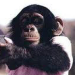 ゴリシスターズ撲滅委員会