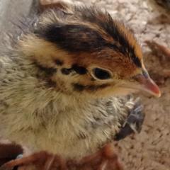 しげさんのトーク