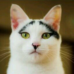 カズのアイドルトーク