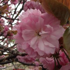 桜木