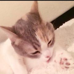 にゃーちゃん専用♡