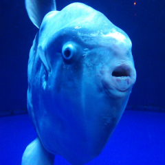 マンボウ