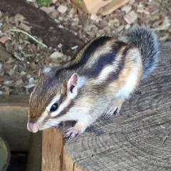 くぼけい