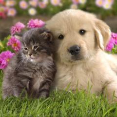 かなちゃんとsumireトーク