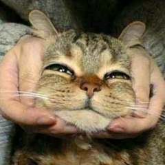 モリリン
