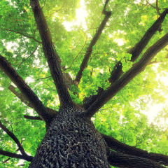 ｱｯﾌﾟﾙﾄｰｸ