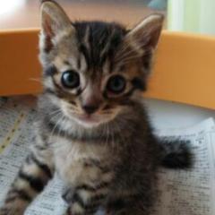 猫トーく(｢･ω･)｢うぇーい