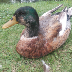 ディズニー好きな人