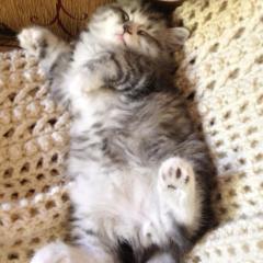 彩芽 と あおい  のトーク