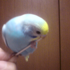 ちび