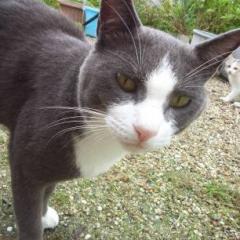 きよみ＠ｓｓｃ