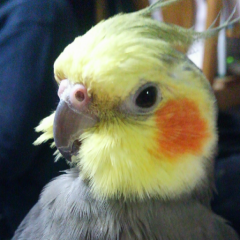 ここくろ@ユーカリの木