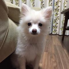 すえけん