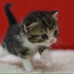 お友達になって(　ﾟдﾟ)ﾎｽｨ…ずっと一緒にいてくれる人