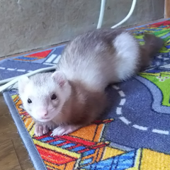 シン@なるぴーぽーのトーク