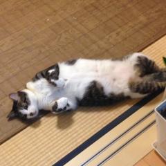 しゅう