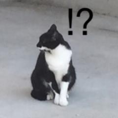 基本何もしないかもしれない