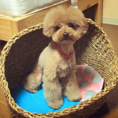 こんばんちゃ！女の子雑談しようよ♪ よろしくね┏○ペコ