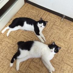 中１来て話そ！