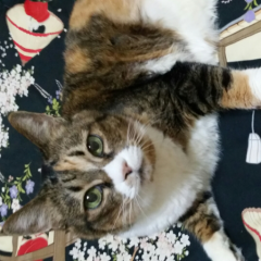 リトークする部屋でも。たまに。感想も書くかもしれません。