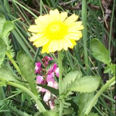 ゲスの極み乙女好きな人♡