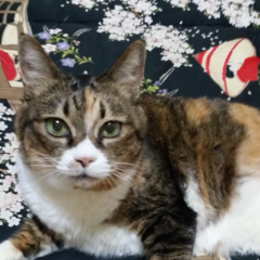 娘17才ミーシャ  義理の弟10才サブ、ウータンの写真